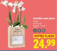 Orchidée cadre photo