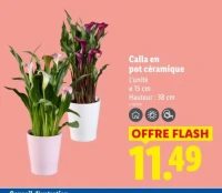 Calla en pot céramique
