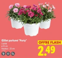 Œillet parfumé "Party"