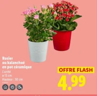 Rosier ou kalanchoé en pot céramique