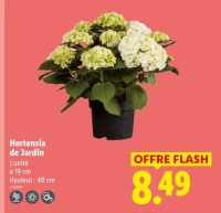 Hortensia de Jardin