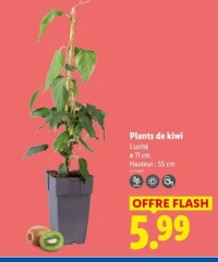 Plants de kiwi
