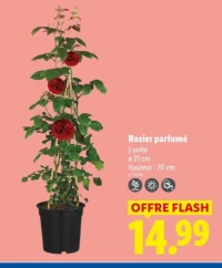 Rosier parfumé