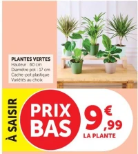 PLANTES VERTES