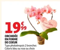 ORCHIDÉE EN FORME DE COEUR Type phalaenopsis 2 branches Coloris bleu ou rose au choix