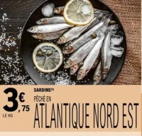 SARDINE
