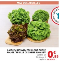 LAITUE / BATAVIA / FEUILLE DE CHENE ROUGE / FEUILLE DE CHENE BLONDE