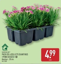 GARDENLINE PACK DE 6 ŒILLETS DIANTHUS «PINK KISSES»