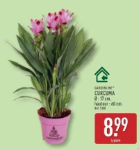 GARDENLINE CURCUMA