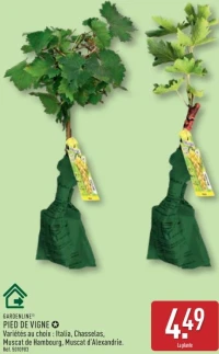 PIED DE VIGNE