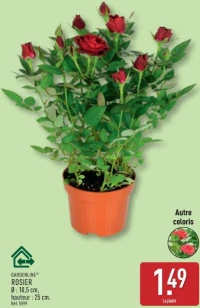 ROSIER