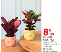 Calathea