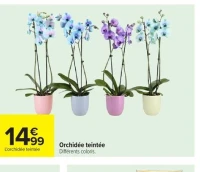 Orchidée teintée