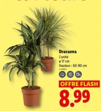 Dracaena