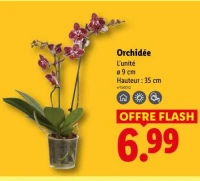 Orchidée