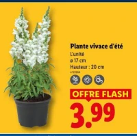 Plante vivace d'été