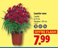 Laurier rose