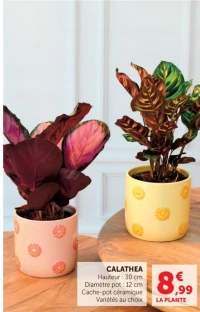 CALATHEA