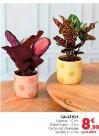 CALATHEA