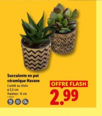 Succulente en pot céramique Havane
