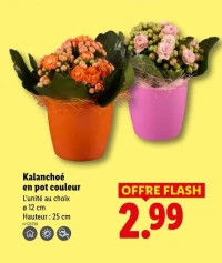 Kalanchoé en pot couleur