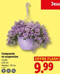 Campanule en suspension