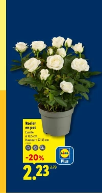 Rosier en pot