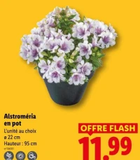 Alstroméria en pot