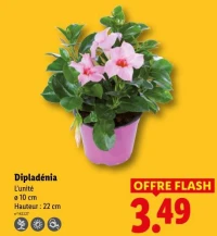 Dipladénia