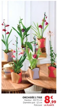 ORCHIDÉE 1 TIGE