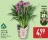 Promo Gardenline Calla