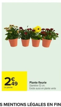 Plante fleurie