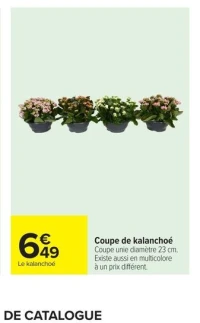 Coupe de kalanchoé
