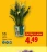 Promo Calla
