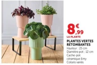 PLANTES VERTES RETOMBANTES