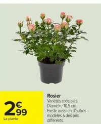 Rosier