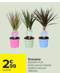Dracaena