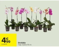 Orchidée