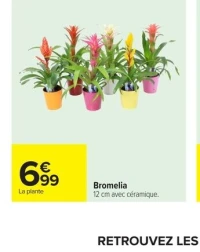 Bromelia