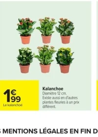 Kalanchoe
