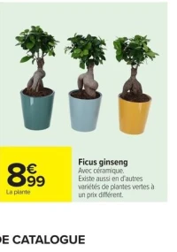 Ficus ginseng