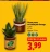 Promo Plante verte en cache pot vintage