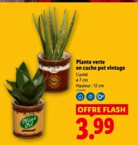 Plante verte en cache pot vintage