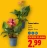 Promo Canna indica