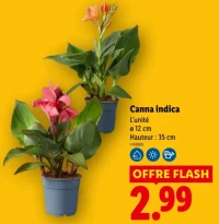 Canna indica