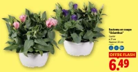 Eustoma en coupe "Lisianthus"