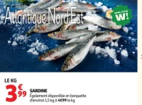 Sardine