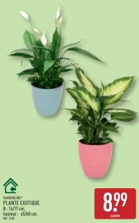 GARDENLINE Plante exotique