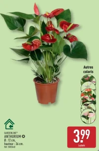 GARDENLINE Anthurium