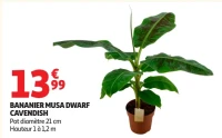 Bananier Musa Dwarf Cavendish